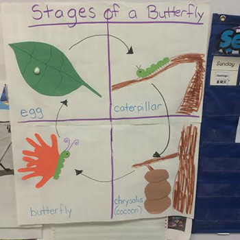 Stages of a Butterfly
